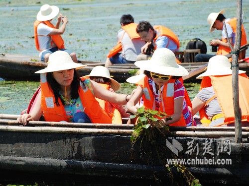 湖北8月采摘季:崇阳瓜果香 鄂州采菱忙