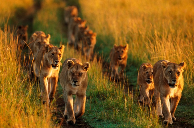 肯尼亚-这辈子一定要去看一次动物大迁徙_四川省中国旅行社(总部)