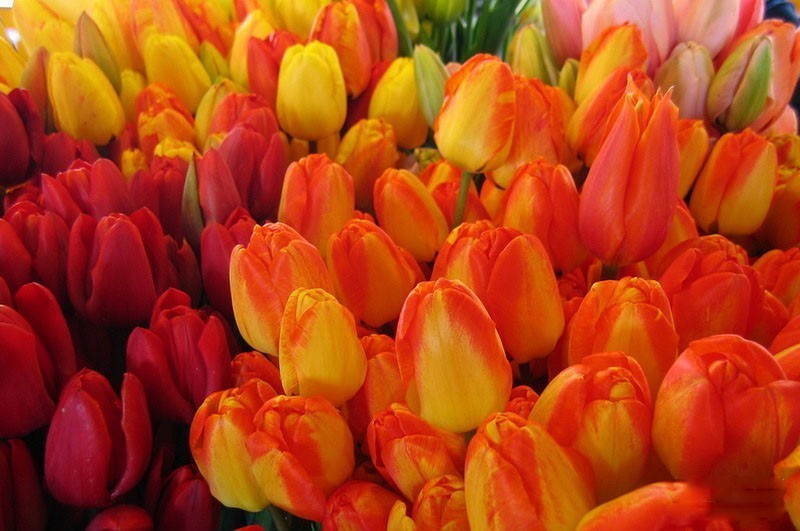 派克市场201307192571