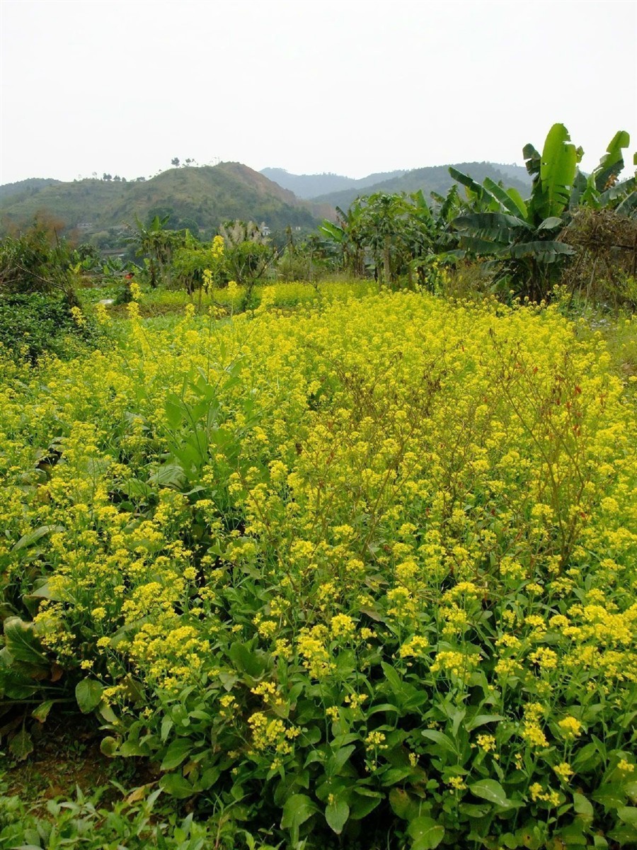 广西旅游景点图片列表_广西旅游图片_广西风景图片_四川省中国旅行社(