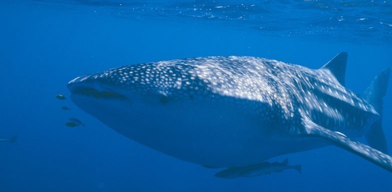 菲兹杰拉德生物保护区20130808774