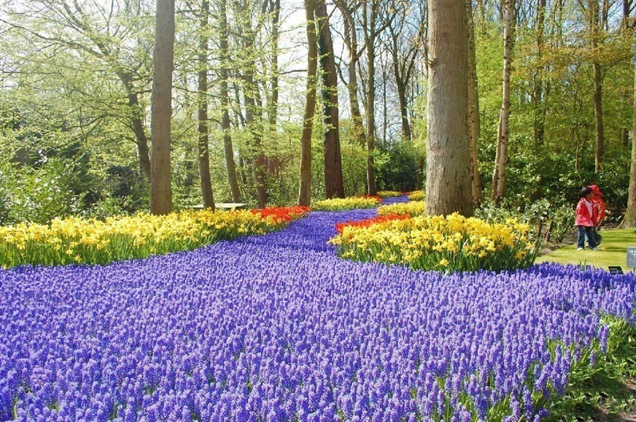 库肯霍夫公园201308101914