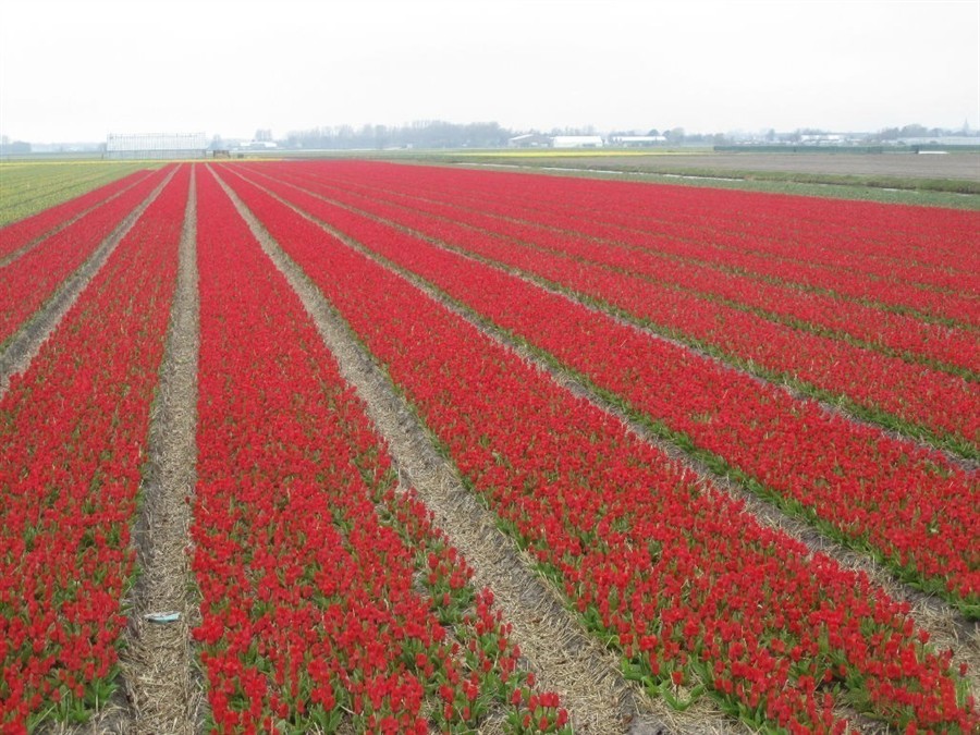 库肯霍夫公园201308101915