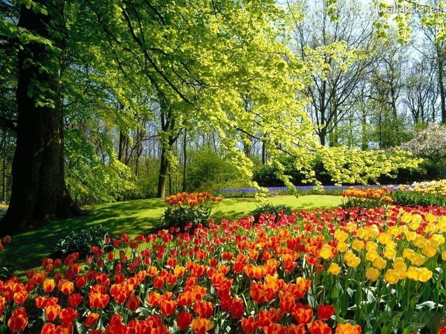 库肯霍夫公园201308101917