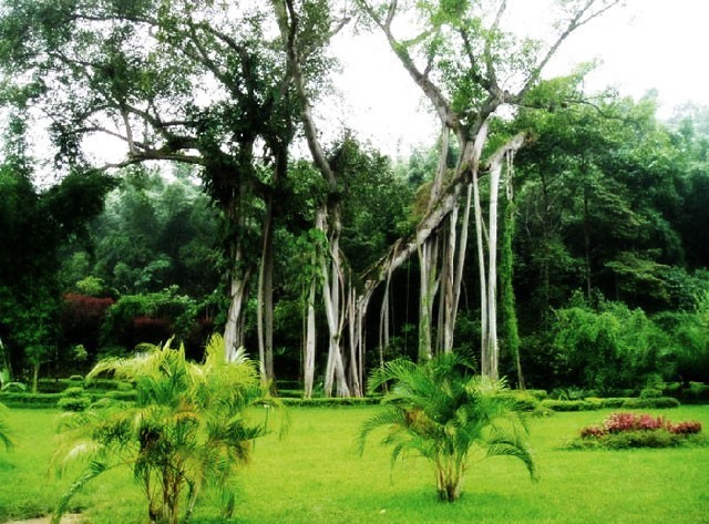 西双版纳原始森林公园5521