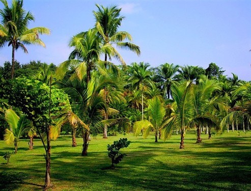 西双版纳热带植物园(勐仑植物园)1049