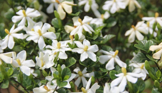 小栀子花的养殖方法