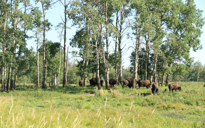 麋鹿岛国家公园_by 葡萄皮.jpg