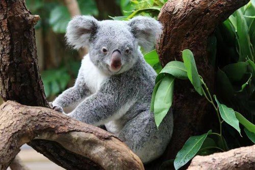 【定制团】川航＜澳新南北岛+大堡礁17日全景深度游＞一价全含，19人精品团