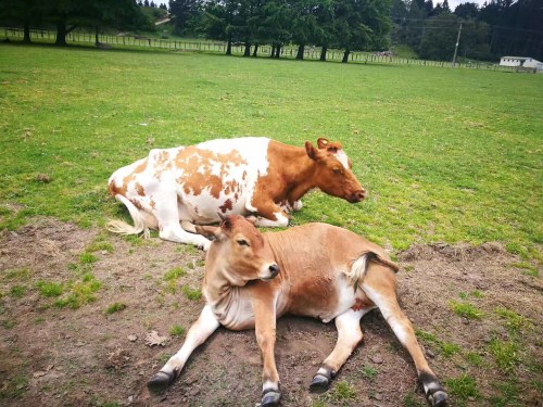 【定制团】南航＜新西兰南北岛13日＞20人以内小团，广州出发