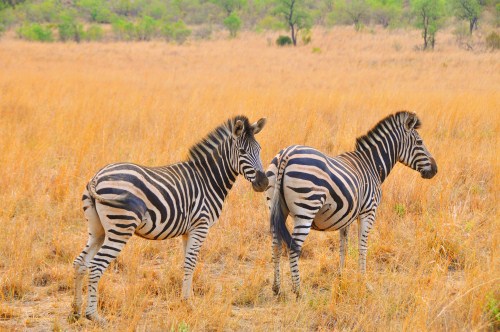 【定制团】CA+SA<津巴布韦+赞比亚+博茨瓦纳+纳米比亚+南非五国 22 天>特别安排入住一晚野奢营地