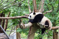 【寻宝天府】全程一导 ＜二进峨眉-乐山大佛-熊猫基地-三星堆/金沙-夜游锦里3天＞0购物0自费