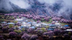 【外宾定制·2-8人小团】双飞/卧飞＜拉萨-林芝-波密-羊湖9日游＞0购物0自费