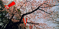 樱花季的上野公园